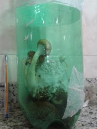 2º flush terrário 5.jpg