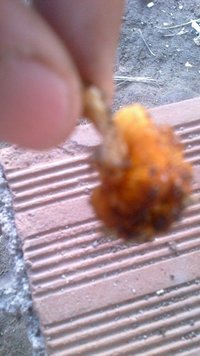 IMG-20151010-WA0080.jpg