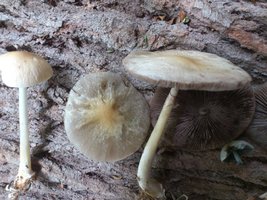 DSC_8625.jpg