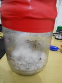 DSCN0795.JPG