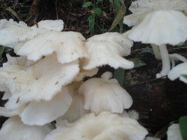DSC00062.JPG