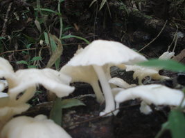 DSC00063.JPG