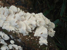 DSC00065.JPG
