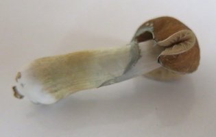 IMG_5777.JPG