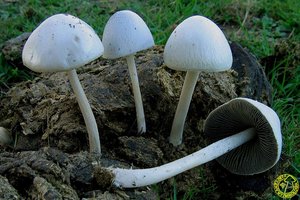 Pans antillarum.jpg