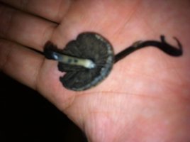 image (1).jpg