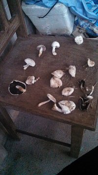 IMG_20151025_180832_257.jpg