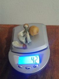 colheita terceiro cultivo.jpg