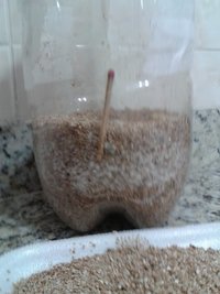 pet casing pin 2 com palito pra tirar o pin.jpg