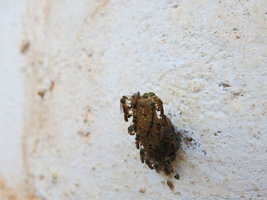 IMG_2125.JPG