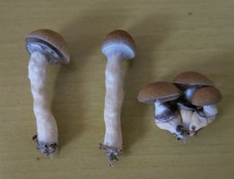 IMG_6190.JPG