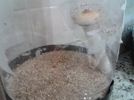 casing 2 flush frente.jpg