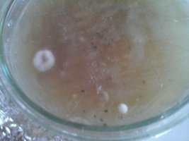 fungo[1].jpg