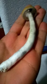 WP_20151111_005.jpg
