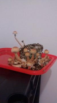 IMG_20151119_021003845.jpg