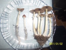 100_4918.JPG