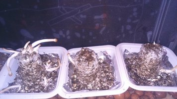 DSC_0091.JPG