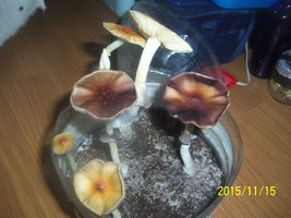 100_4921.JPG