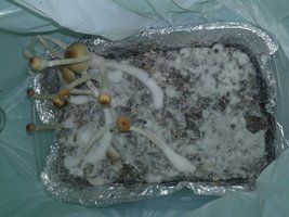 1º cultivo - 08.12.2015.jpg