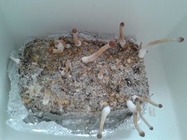 1º BULK pinagem - 16.12.2015.jpg