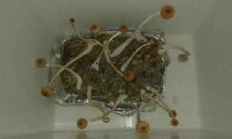 1º BULK frutificação 17.12.2015.jpg