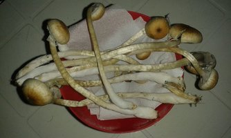 1º BULK colheita 17.12.2015.jpg