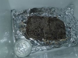 1º BULK 22.12.2015.jpg