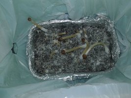 2º BULK - pins 19.12.2015.jpg