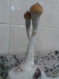 flush 2 bolo 2.jpg