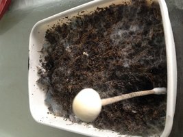 IMG_1049[1].JPG