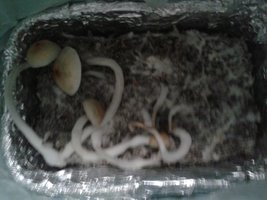 bulk 2 06.01.2016.jpg
