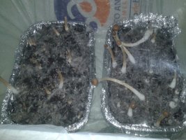 bulk 3 e 4 - 07.01.2016.jpg