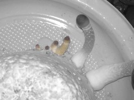 IMG_1349.JPG