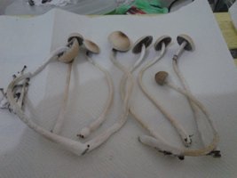Colheita 10.01 (1).jpg
