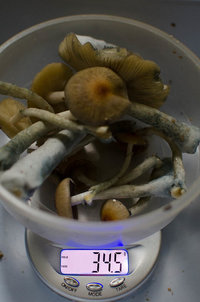 CG-1Cult-JAN2016-35.jpg