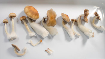 CG-1Cult-JAN2016-3.jpg