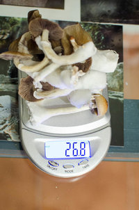CG-1Cult-JAN2016-4.jpg