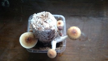 bolo pf (2).jpg