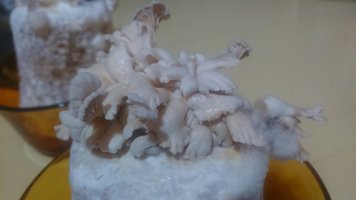 DSC_0414.JPG