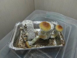 SAM_2090.JPG