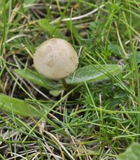 Conocybe coprophila 01.jpg