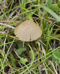 Conocybe coprophila 02.jpg