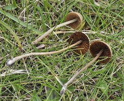 Conocybe coprophila 03.jpg