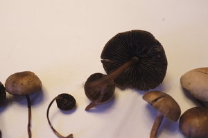DSCF2644.JPG