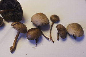 DSCF2645.JPG