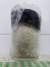 74 a contaminação.jpg