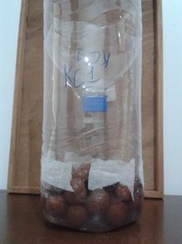 KC preparado.jpg