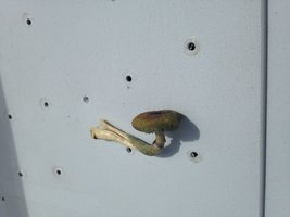 IMG_2381.JPG
