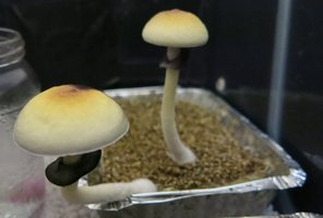 IMG_7181.JPG