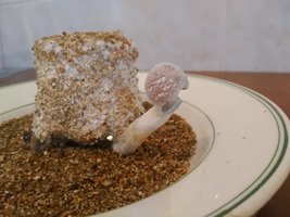 IMG_20160226_112308.jpg